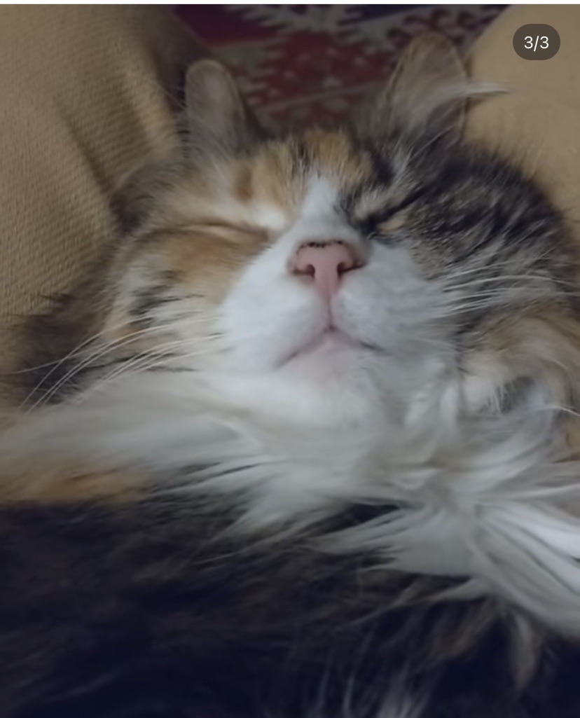 Sibirisk katt Ioata Arae